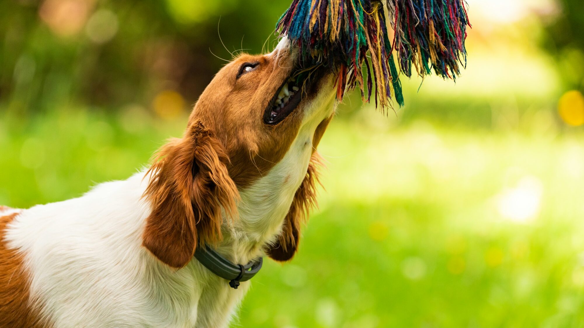 Brittany dog puppy playing outside tug of war