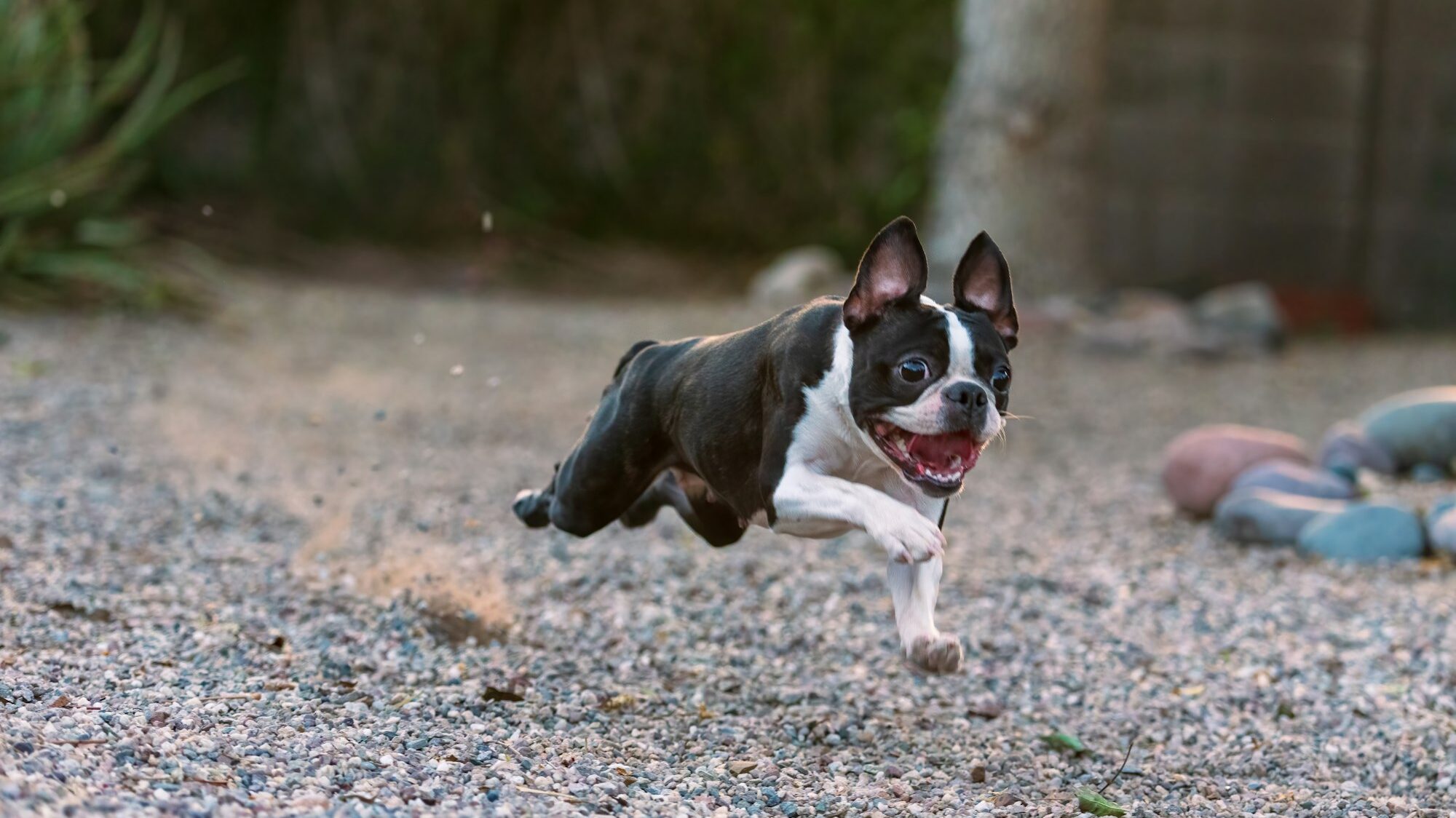 boston terrier running