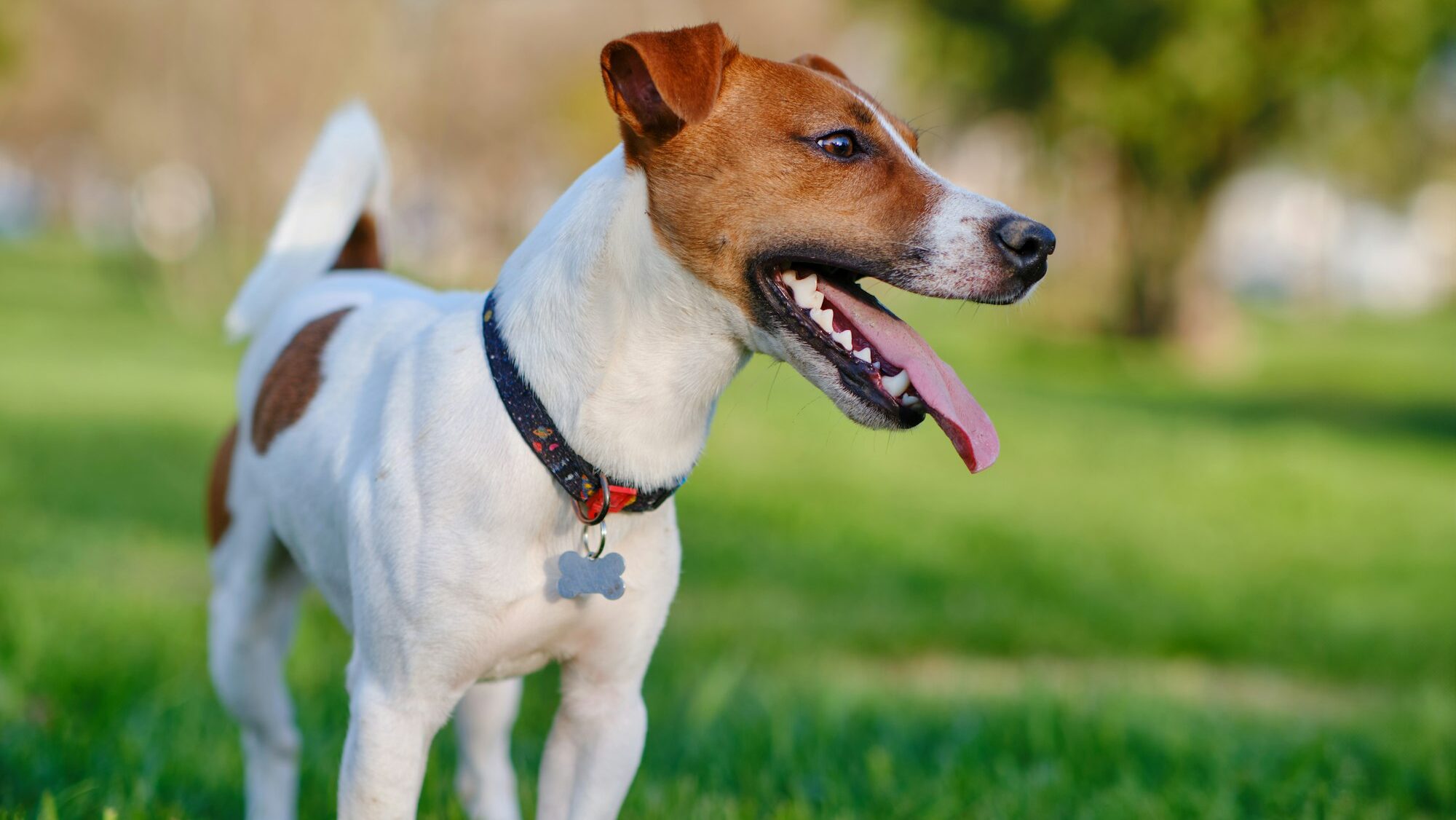 parson russell terrier 