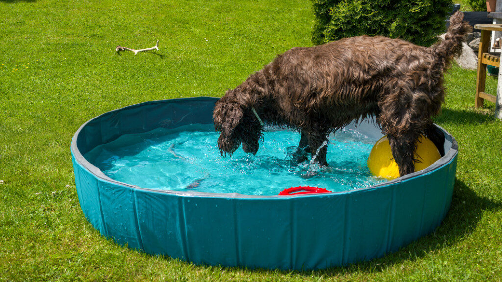 young dog playing in kiddie pool to start dock diving for puppies