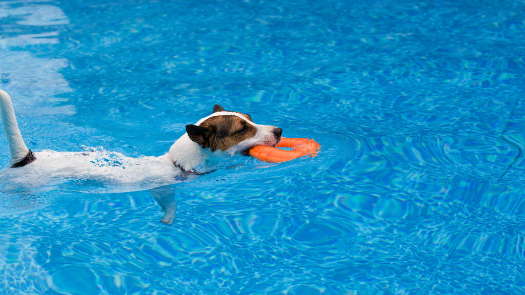 terrier retrieving toy out of pool