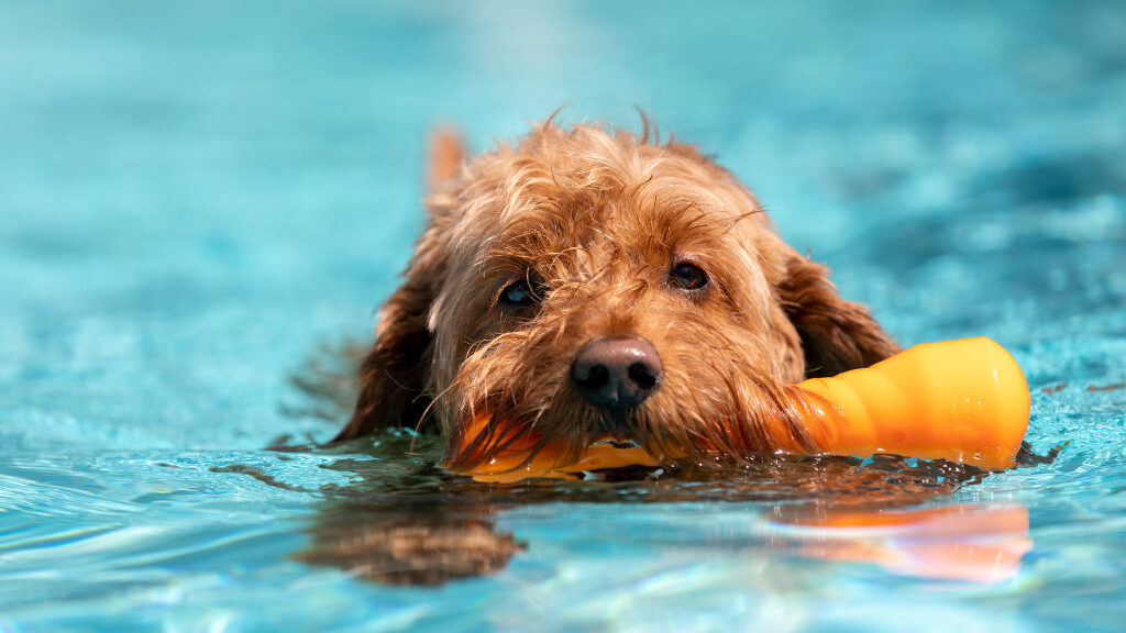 goldendoodle retrieving toy out of pool