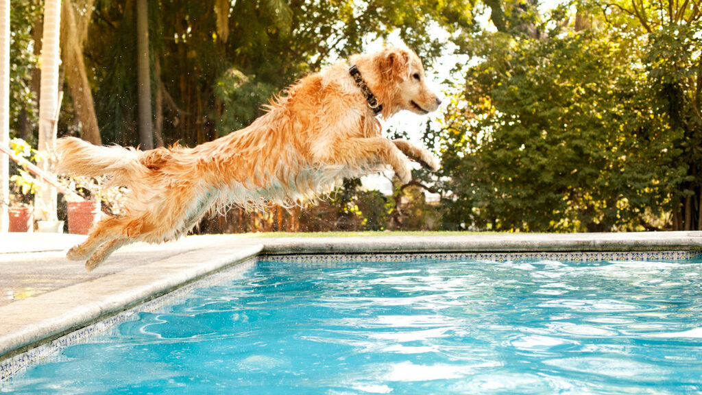 golden retriever jumping into in ground pool