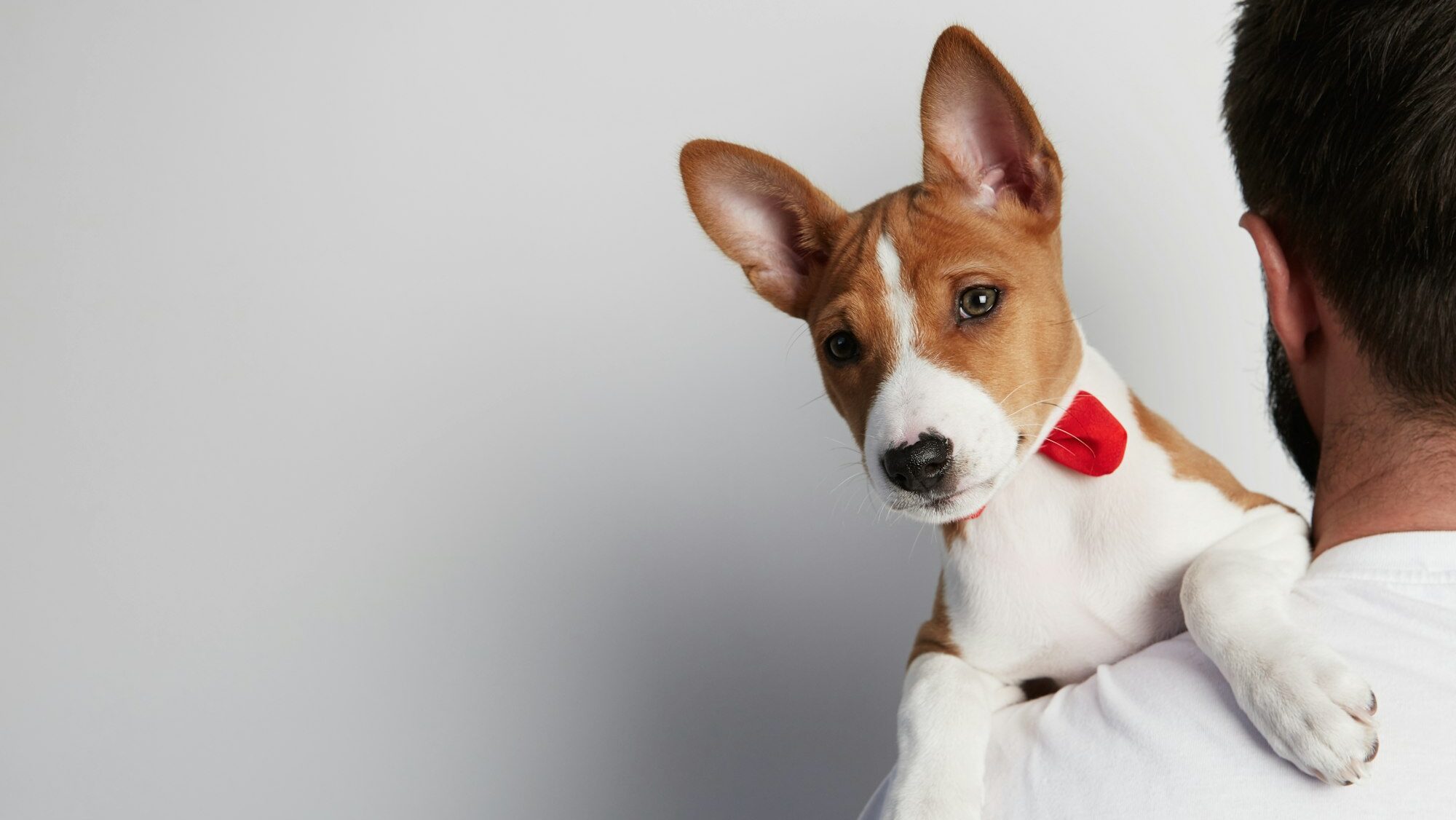 bearded man holding adorable basenji puppy, wearing red collar or bow, boy dog names
