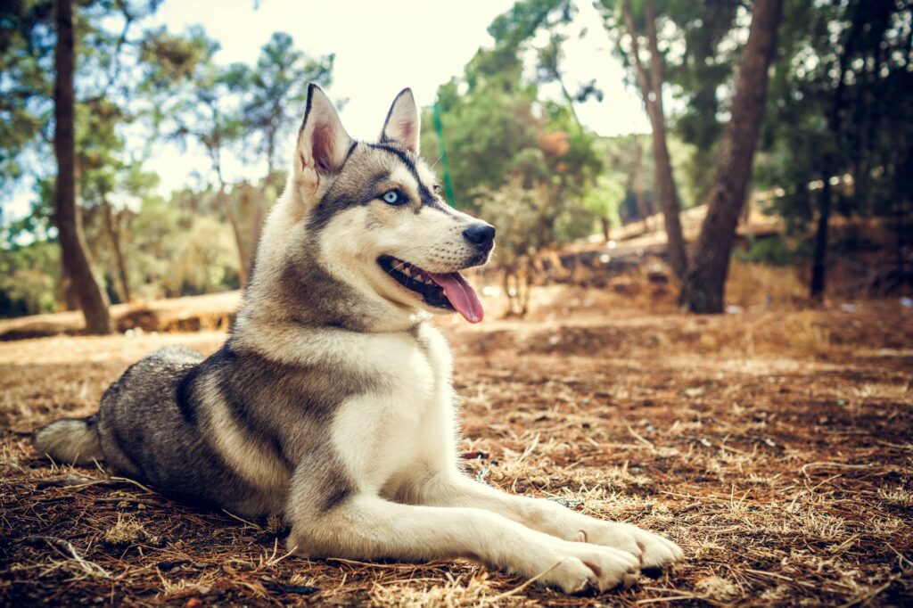 Husky with blue eyes sitting in the forest