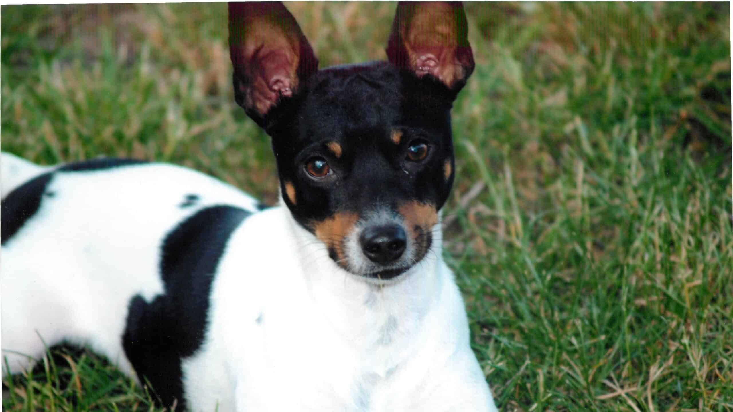 A mostly white Rat Terrier with a black and rust head lying in the grass while looking up at the camera.
