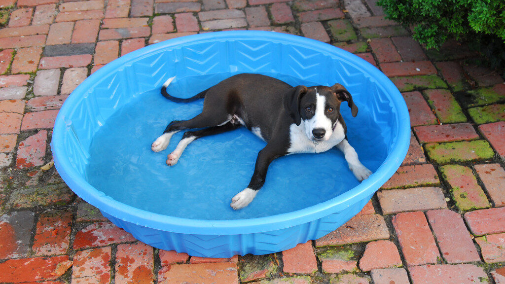 black and white mixed puppy lying in kiddie pool