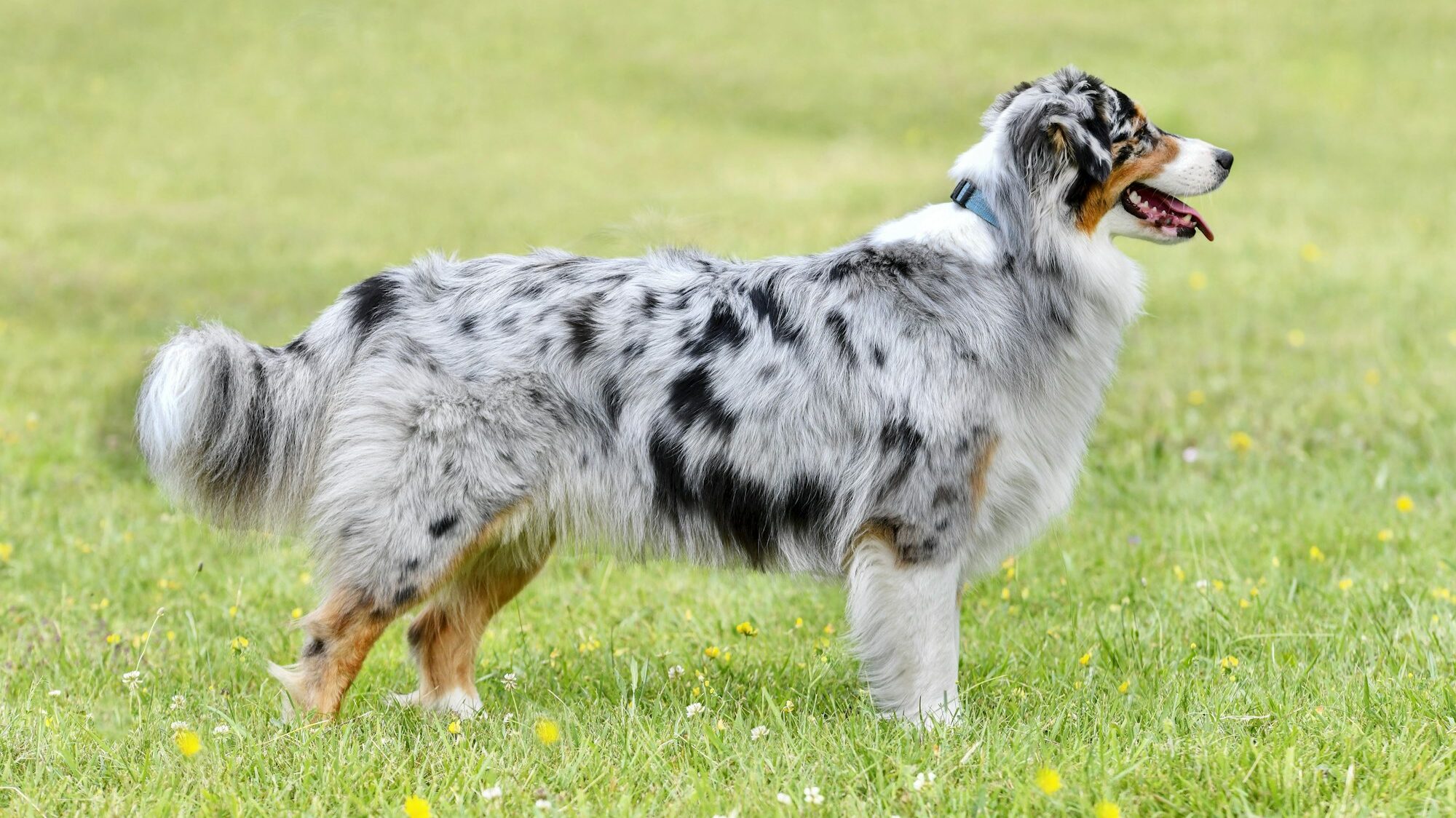 tailed blue merle australian shepherd side profile of full body
