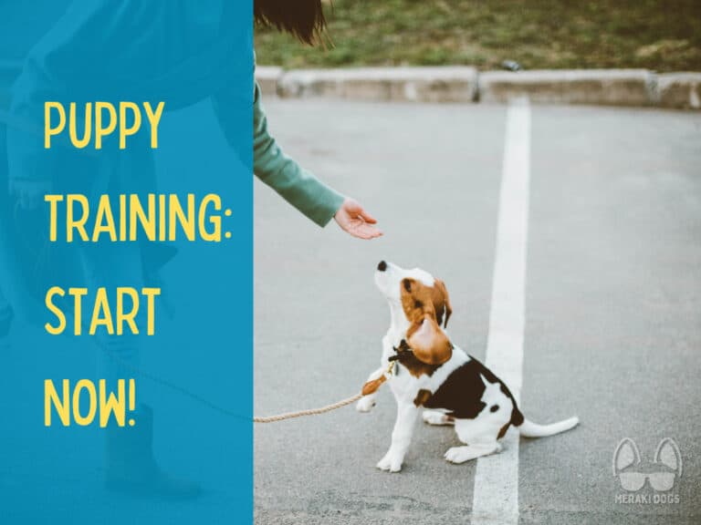 Puppy Training Schedule: Ultimate 8-Week Plan For Success