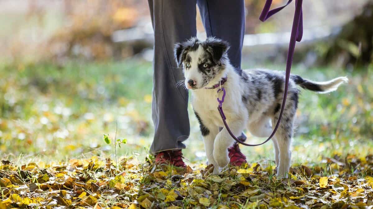 10-basic-puppy-training-commands-you-can-start-today