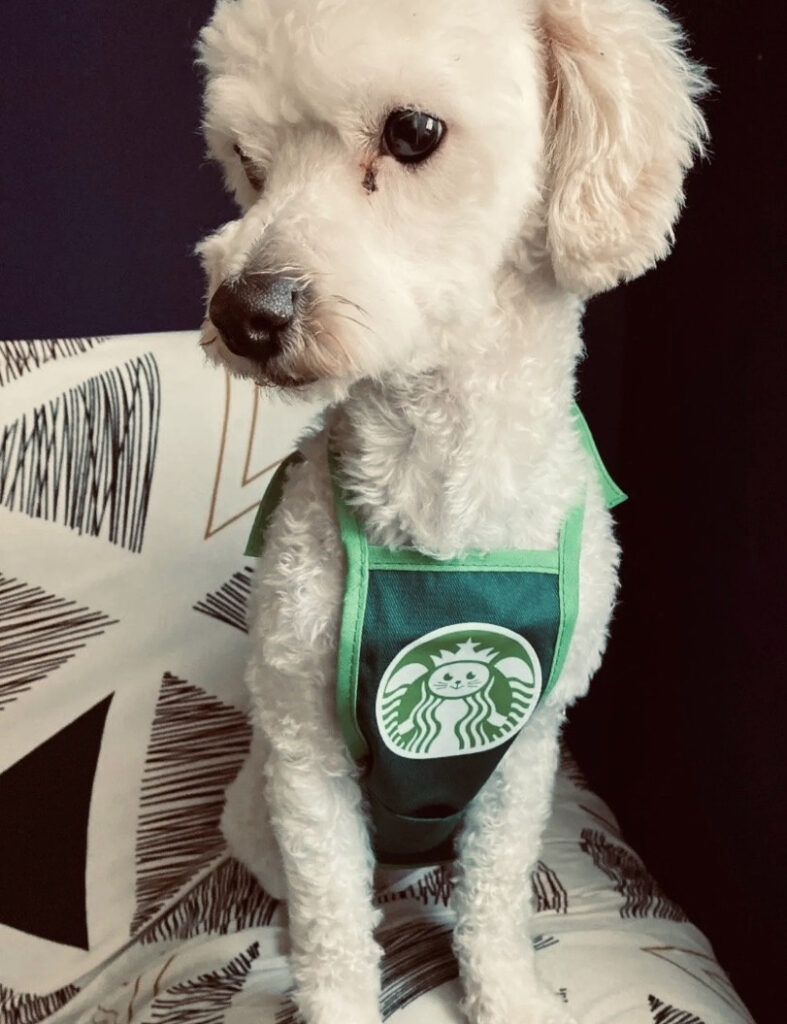 white dog wearing green barista apron for halloween costume