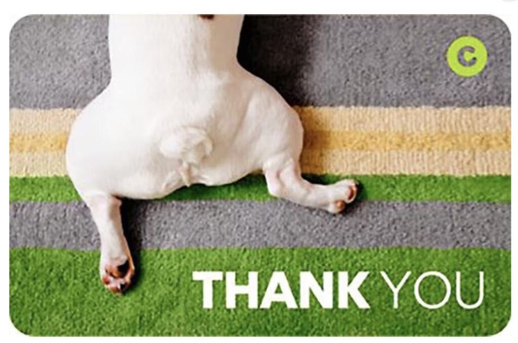chewy gift card white frenchie rear