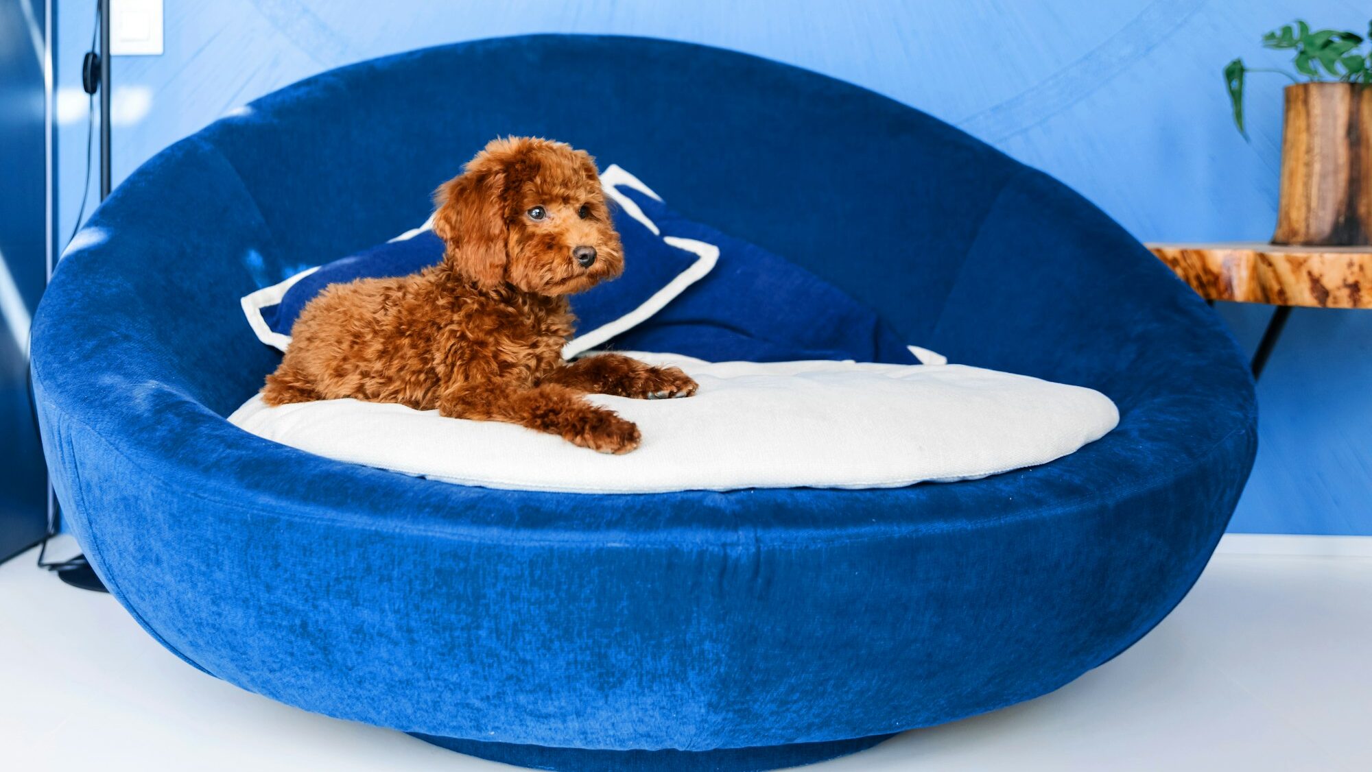 A dog in a blue dog bed with a blue pillow