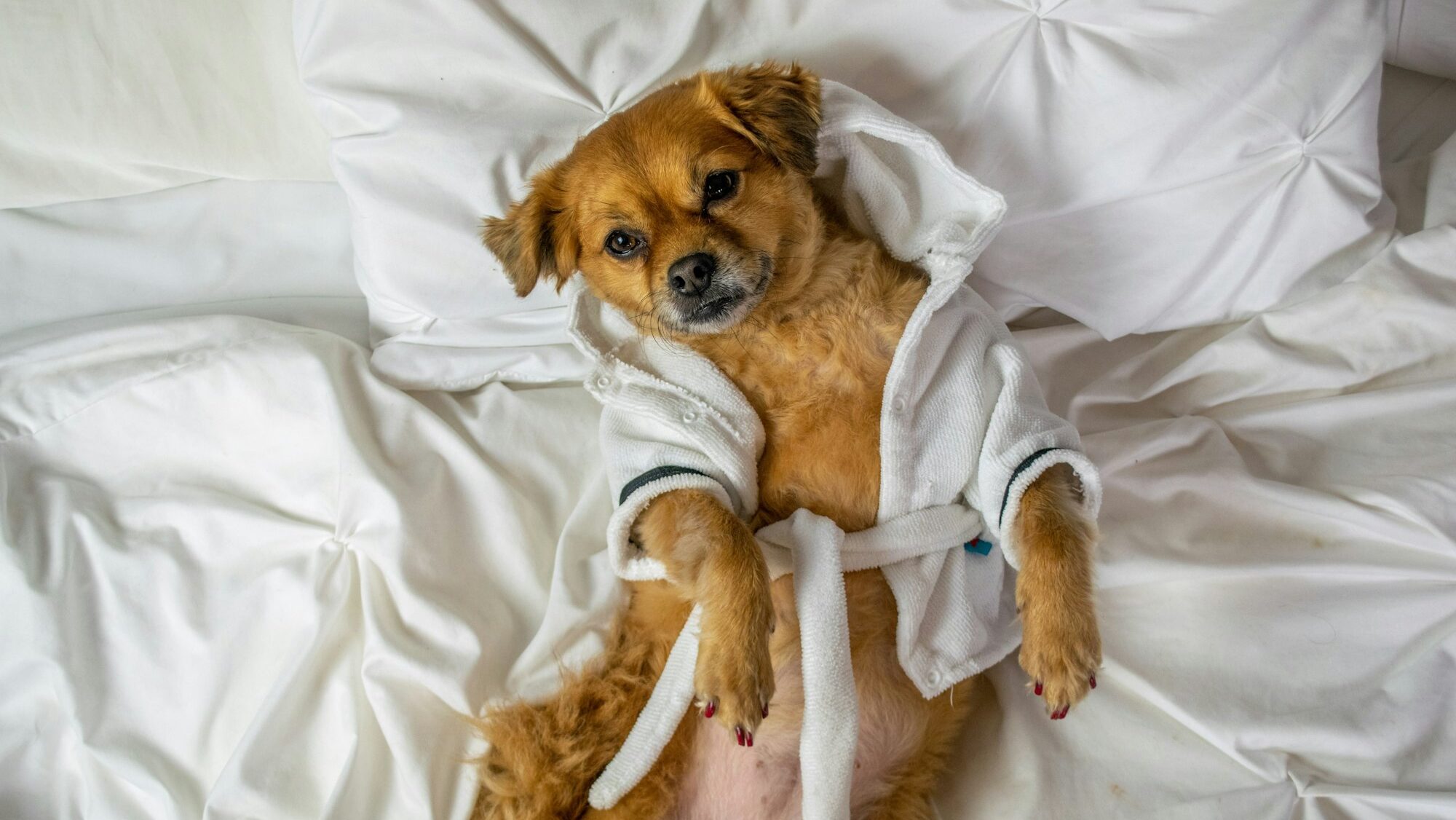 Cute dog wearing bathrobe laying on white bed