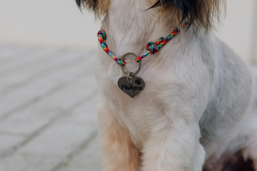 shih tzu dog with ID tag. Close up of a dog wearing collar with id tag, ideal luxury dog gifts 