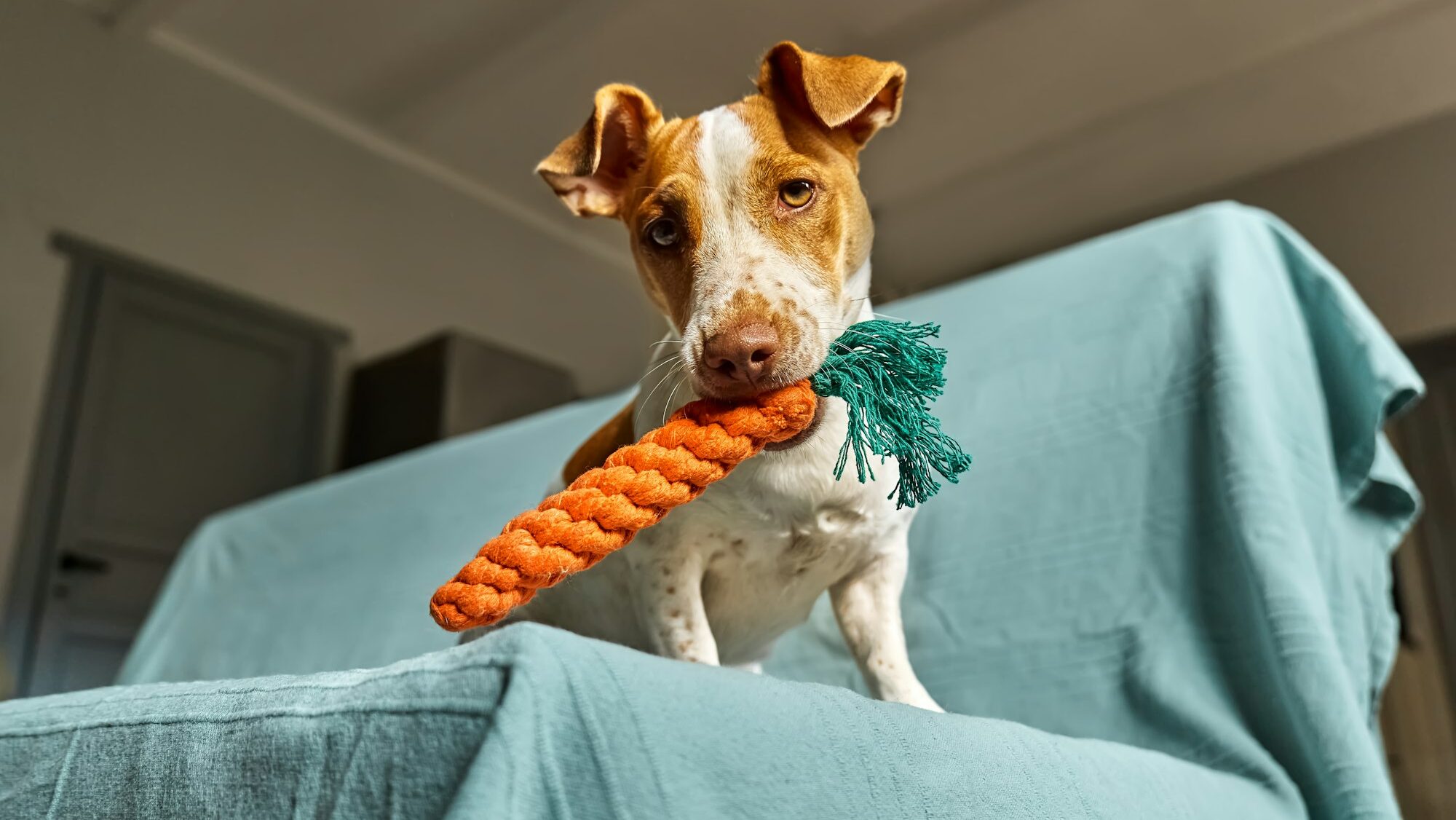 Jack Russell Terrier dog holding carrot toy in his mouth and inviting its owner to play with him.