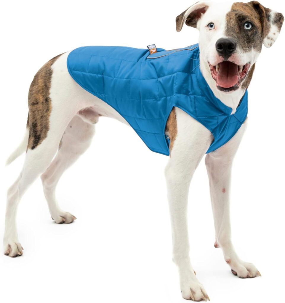 white and tan dog wearing blue kurgo coat