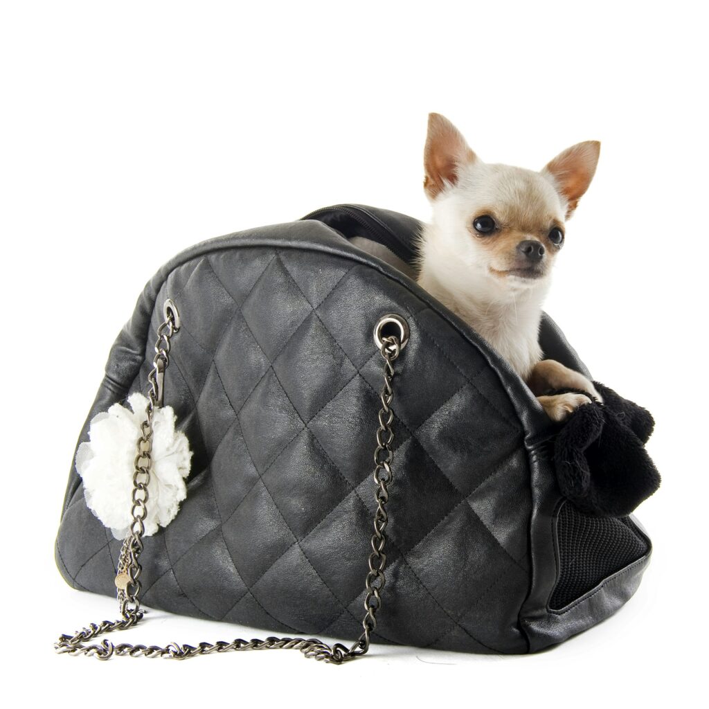 travel bag and chihuahua