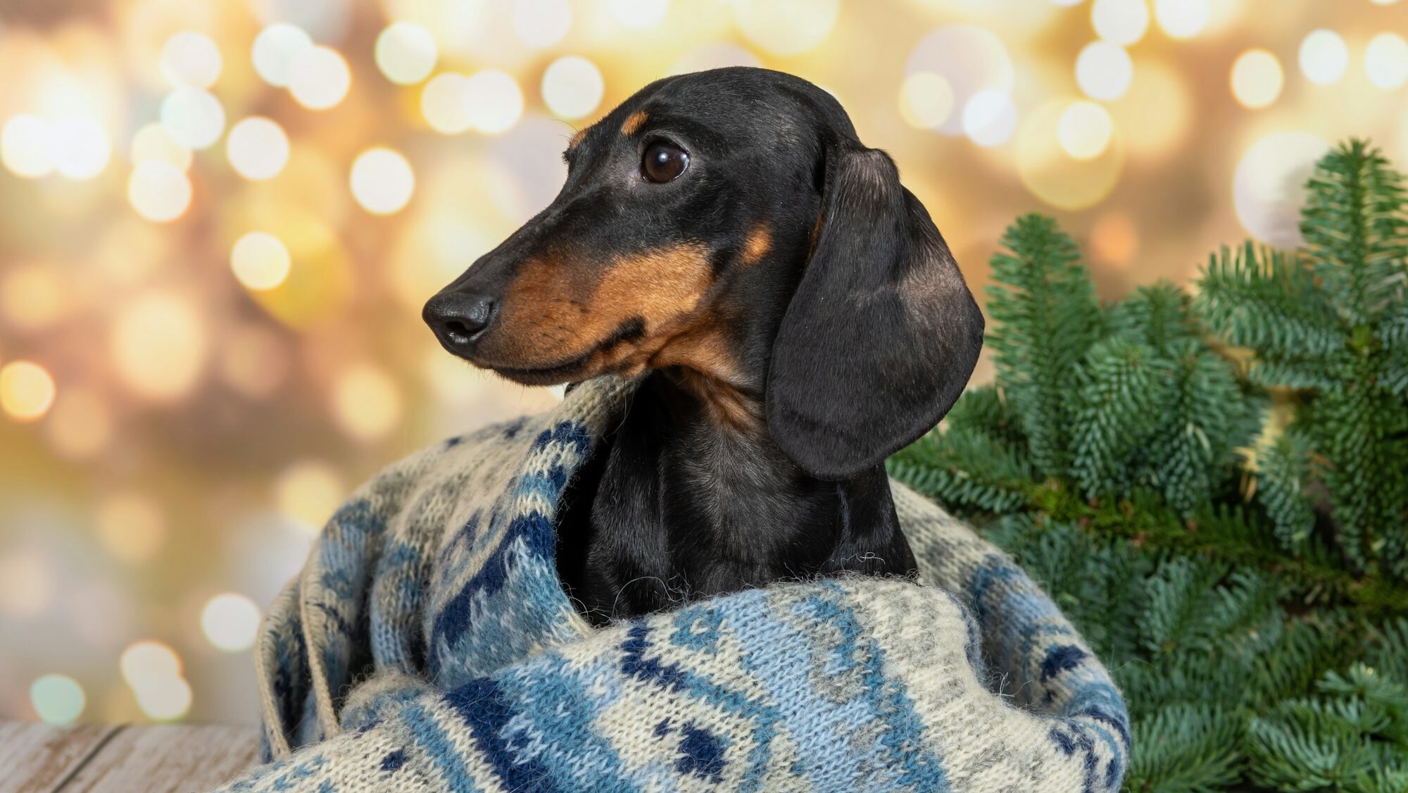 winter, cold, snow, house, dog, gift, new year,