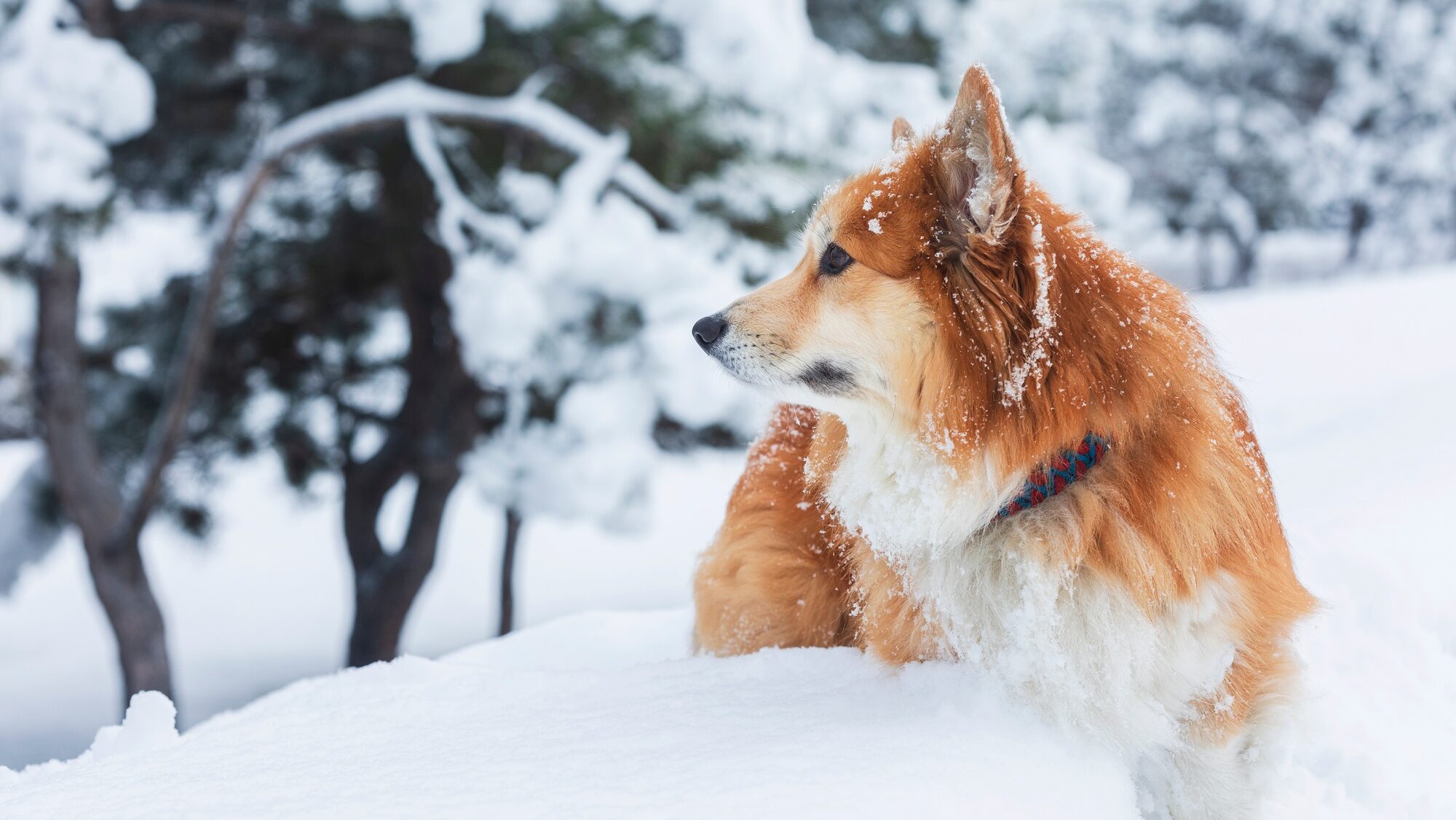 beautiful corgi dog in the snow