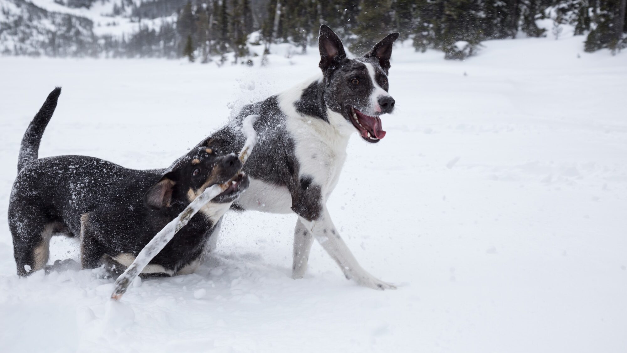 Dogs playing together in snow, winter dog meetup