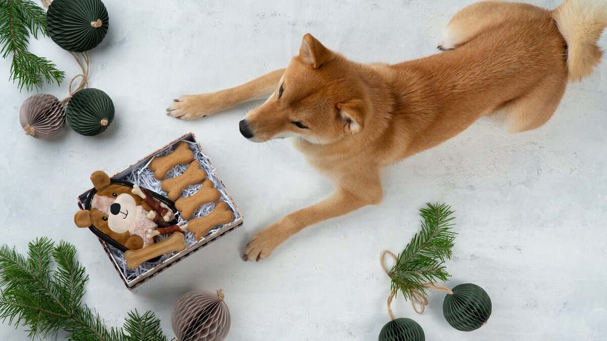 eco friendly homemade gift boxes for domestic dog. DIY toys and treats for furry friends