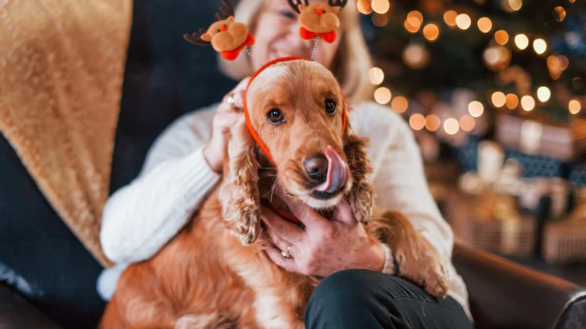 Grandmother indoors with dog in christmas decorated room