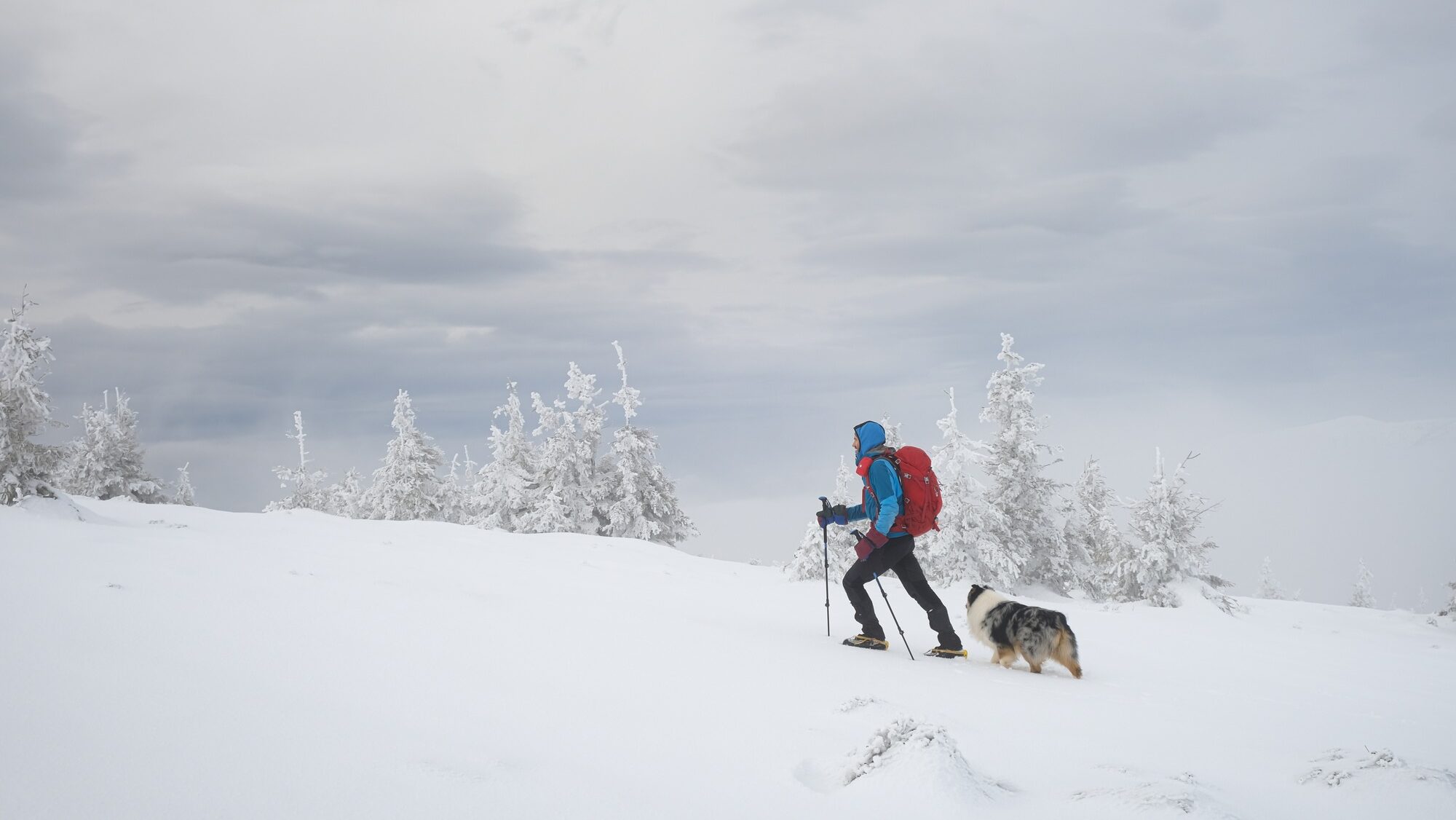 Man hiking with dog in beautiful winter mountain, winter hiking with dogs