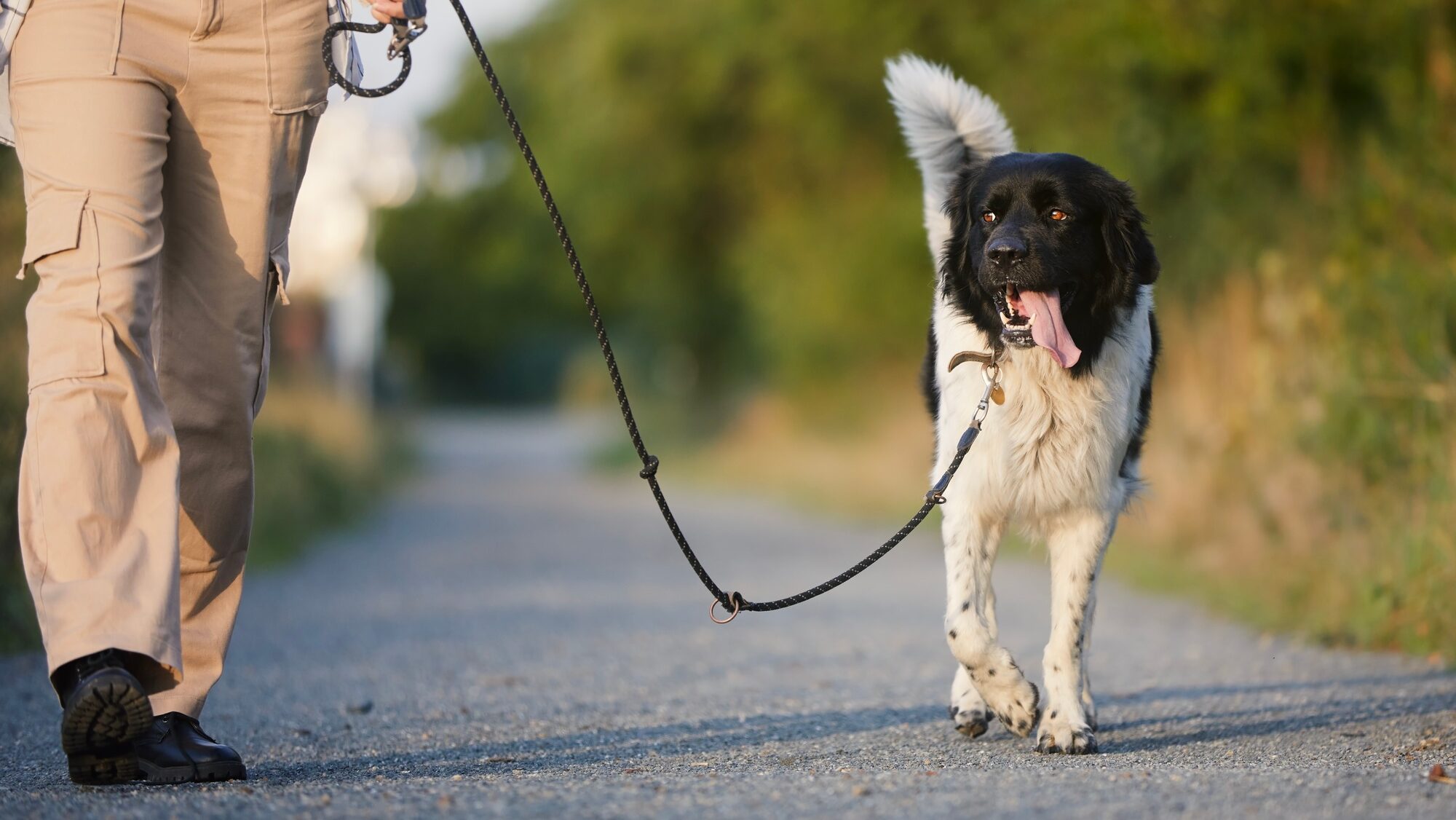Pet owner is walking with dog on leash