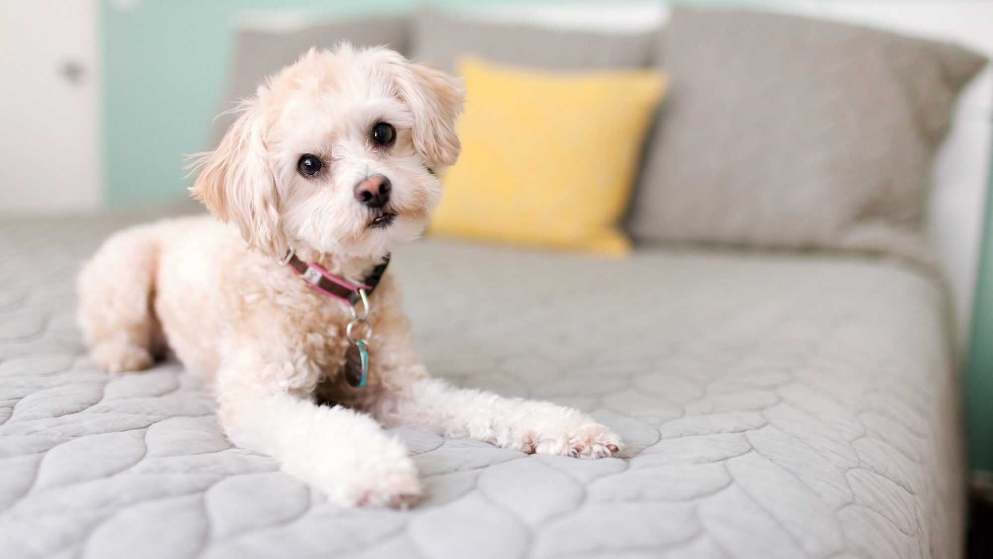 Portrait of dog lying on bed