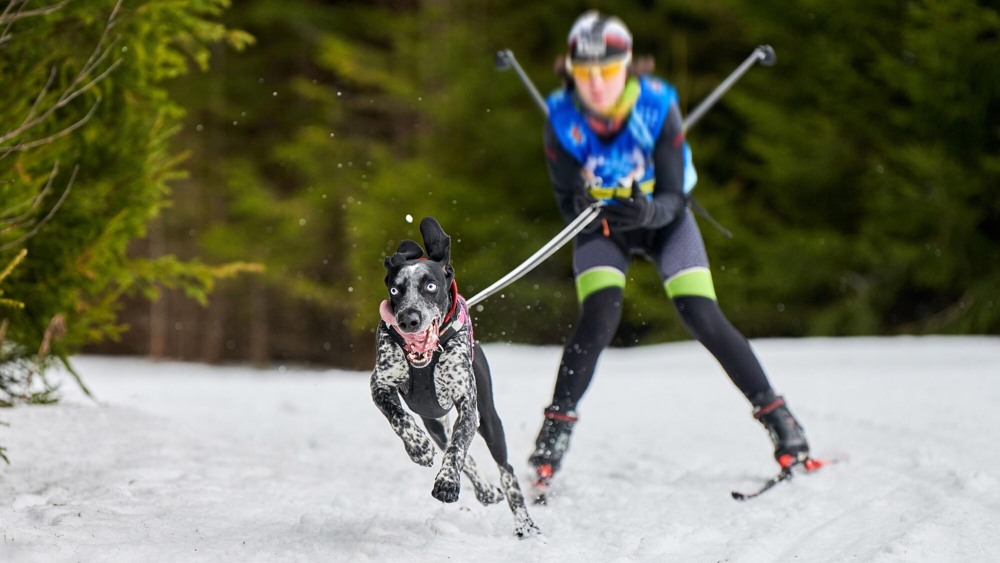 Skijoring dog sport racing