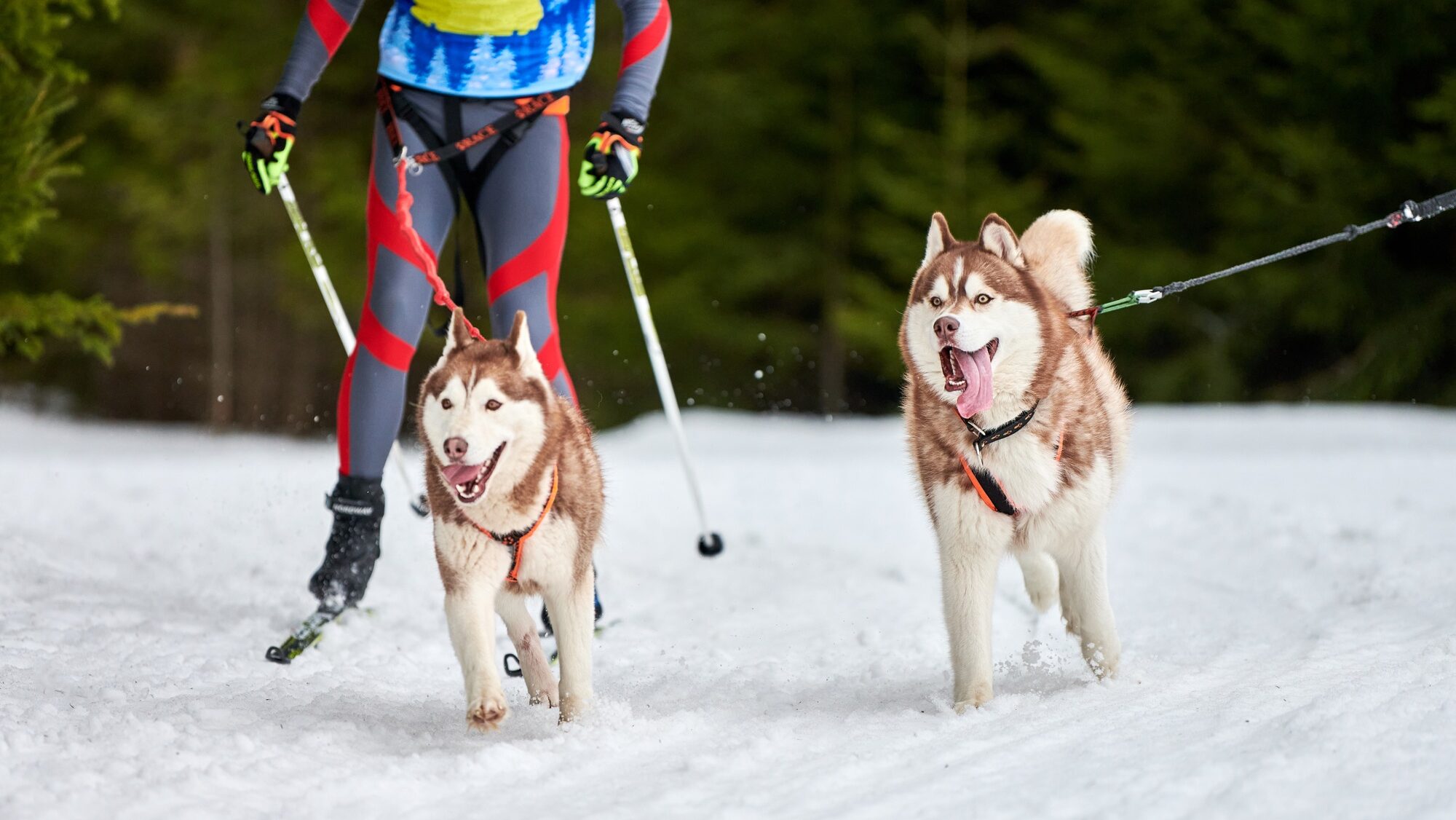 Skijoring dog sport racing