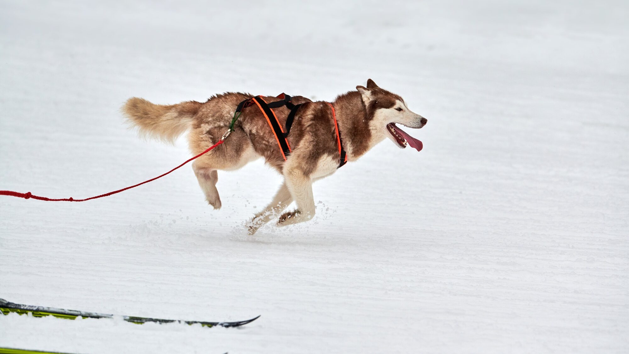 Skijoring dog sport racing