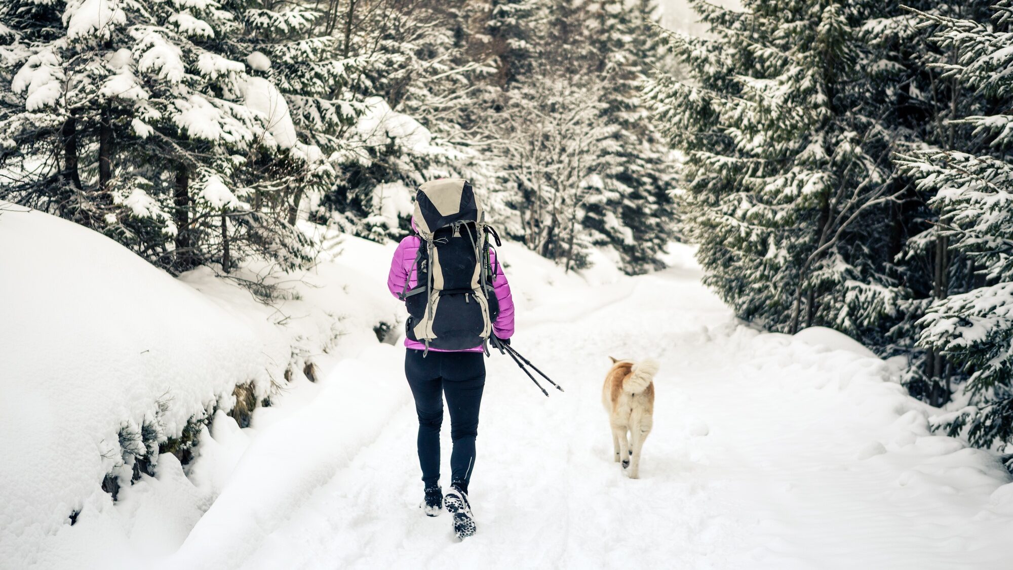 Woman walking in winter forest with dog, fun snow day activities for dogs