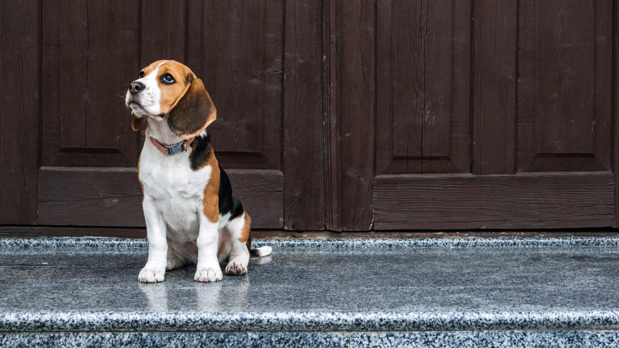 Beagle Personality, temperament. Beagle Puppy at home. Little Beagle breed dog near door his new