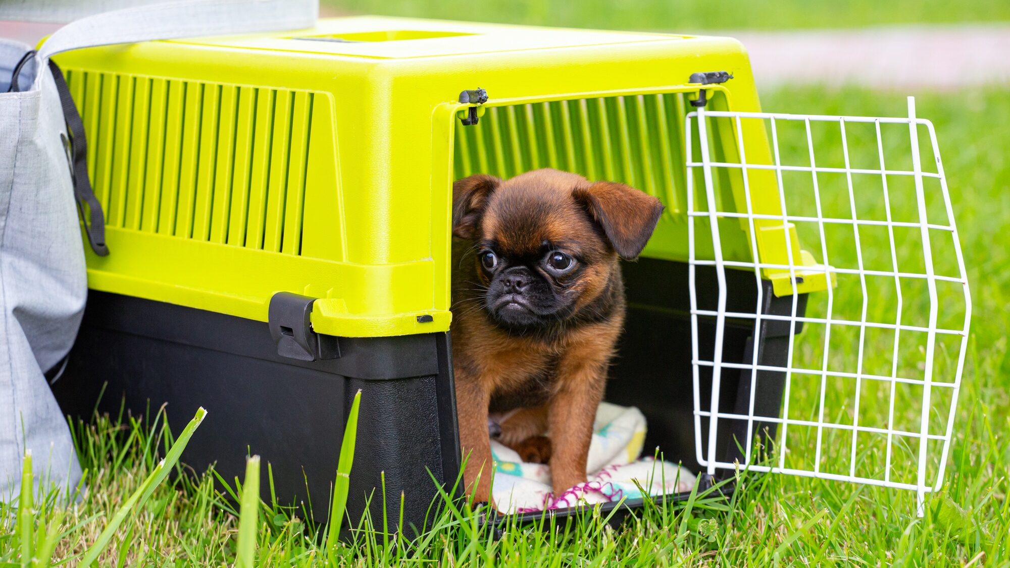 Brown cute Brussels Griffon puppy sitting in a plastic dog carrier outdoors.