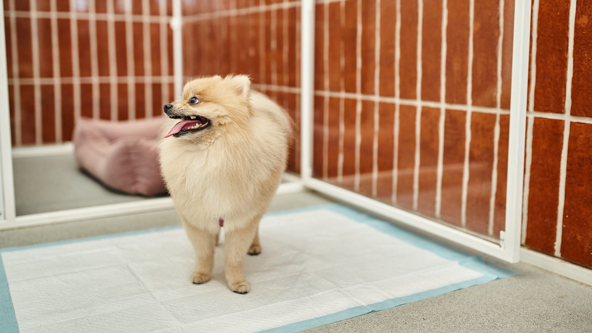 pomeranian standing on pee pad, train your puppy to use a potty pad