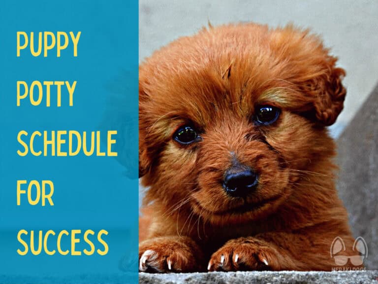 Puppy Potty Training Timeline: 8-Week Guide To Success