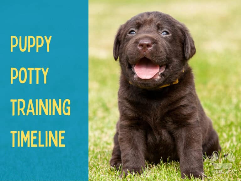 Puppy Potty Schedule: 6 Month Plan For Success