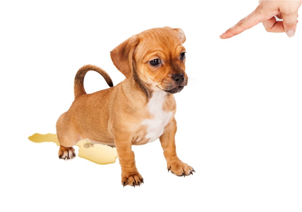 Puppy potty accident, owner scolding, pointing finger. puppy house training mistakes