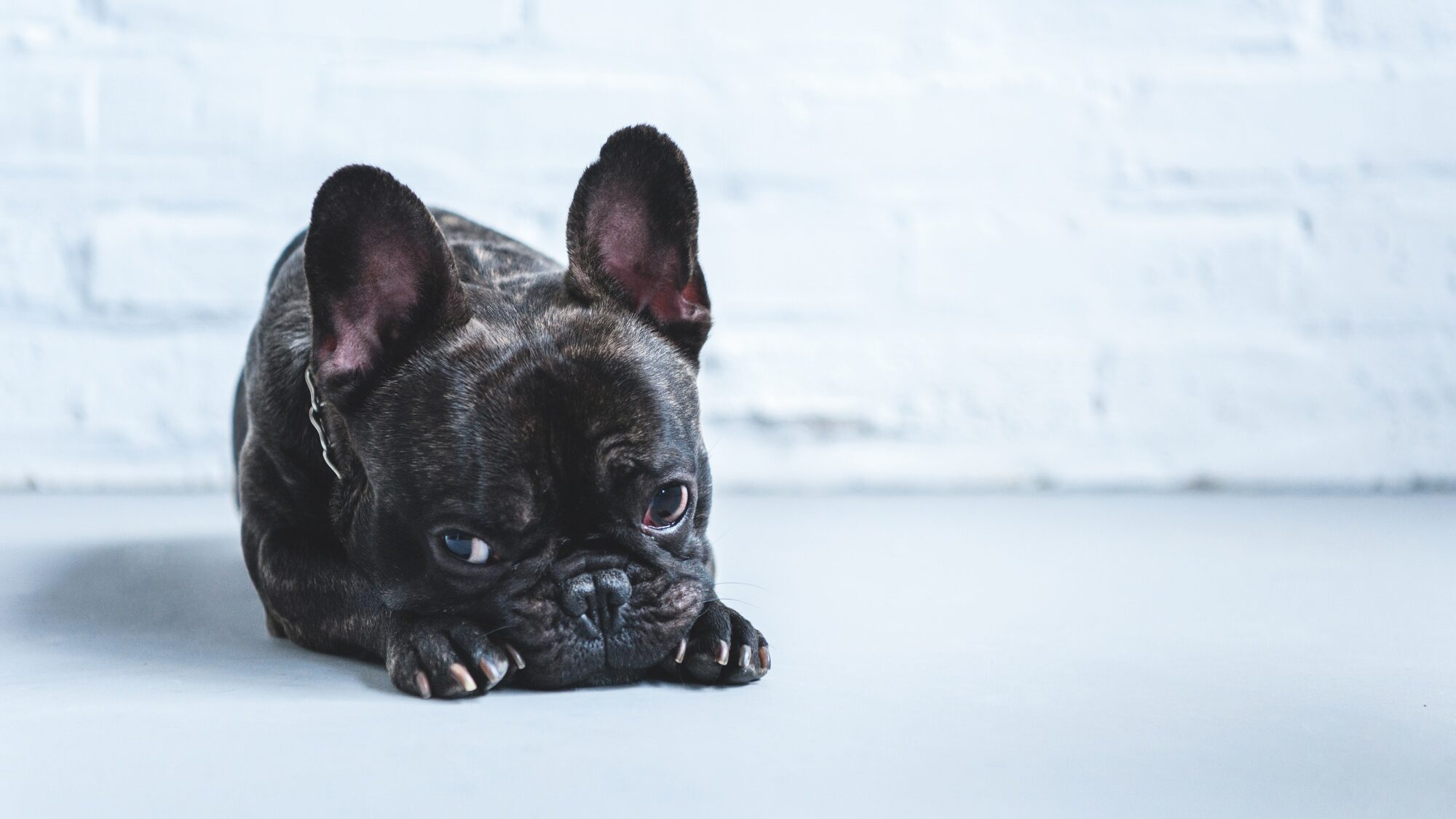 Sad cute French bulldog lying on floor