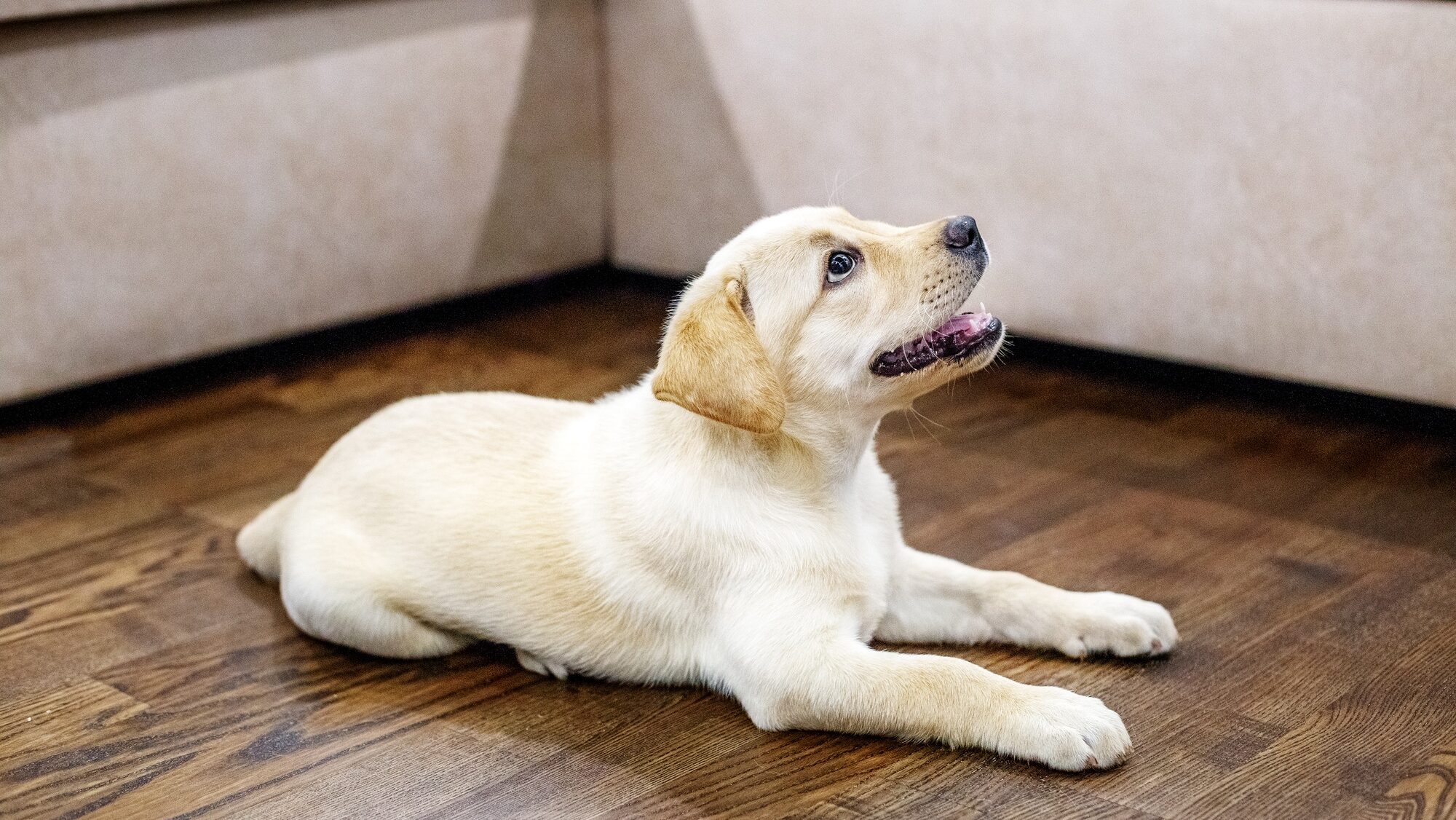 The little puppy labrador is in the room. Home. The concept of p