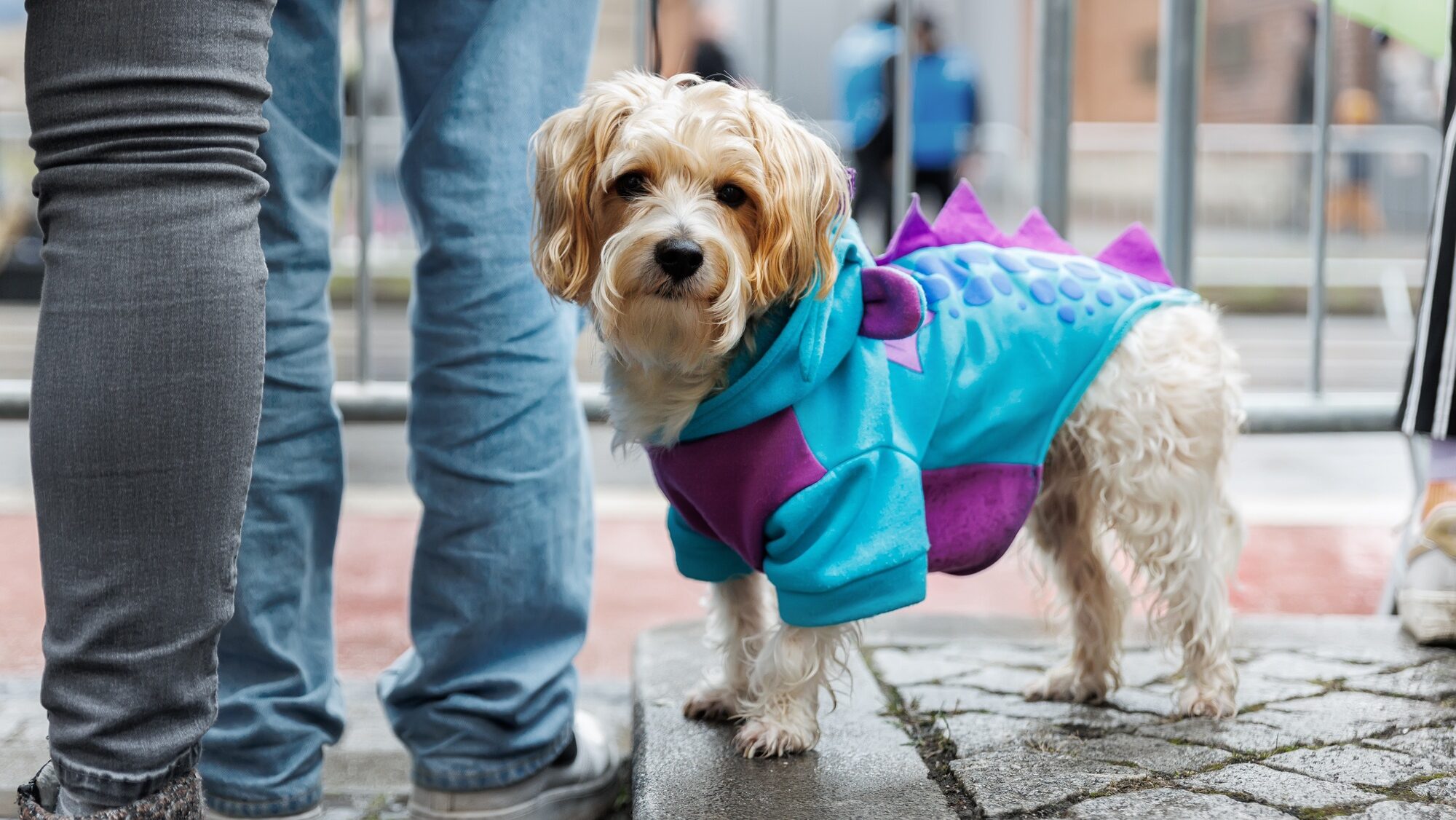 cute small dog dressed as a dragon, The Empyrean Series inspired dog names