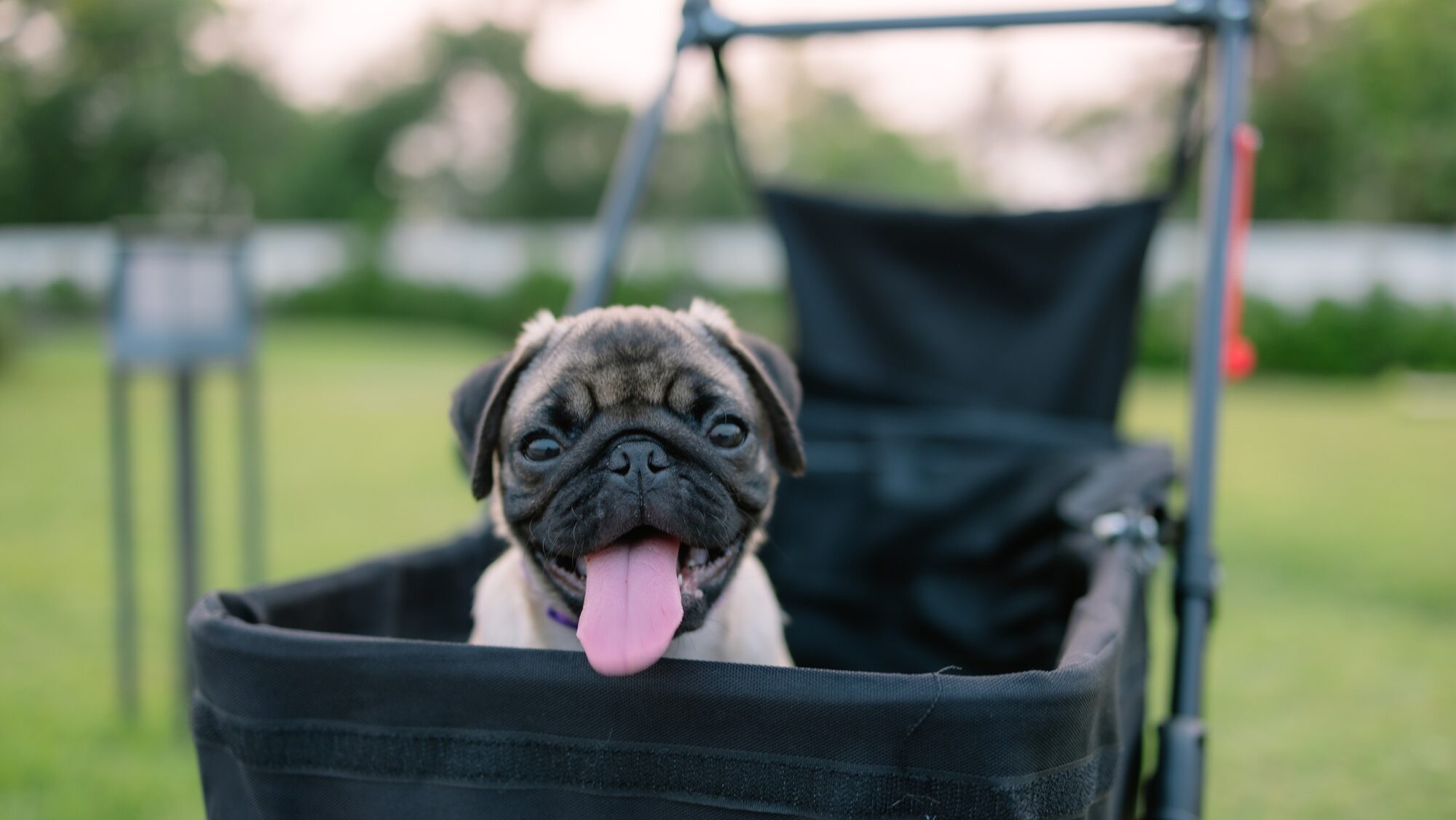 A small pug dog is sitting in a black stroller