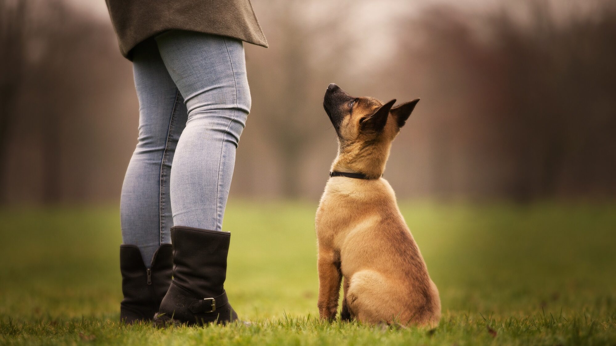 Closeup of an obedient Belgian Shepherd resting outdoors with the owner