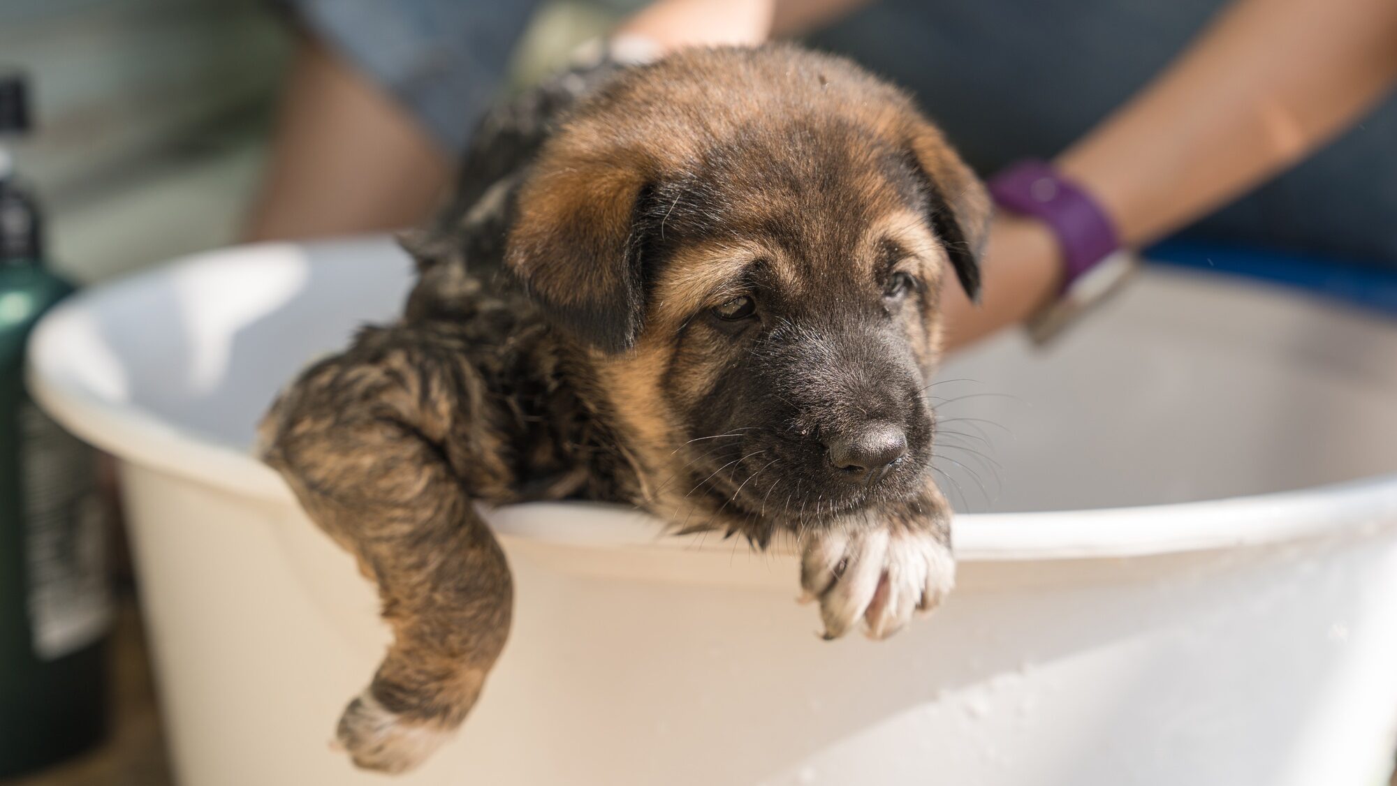 Groomer bathing, shower, grooming with shampoo a cute brown puppy in basin