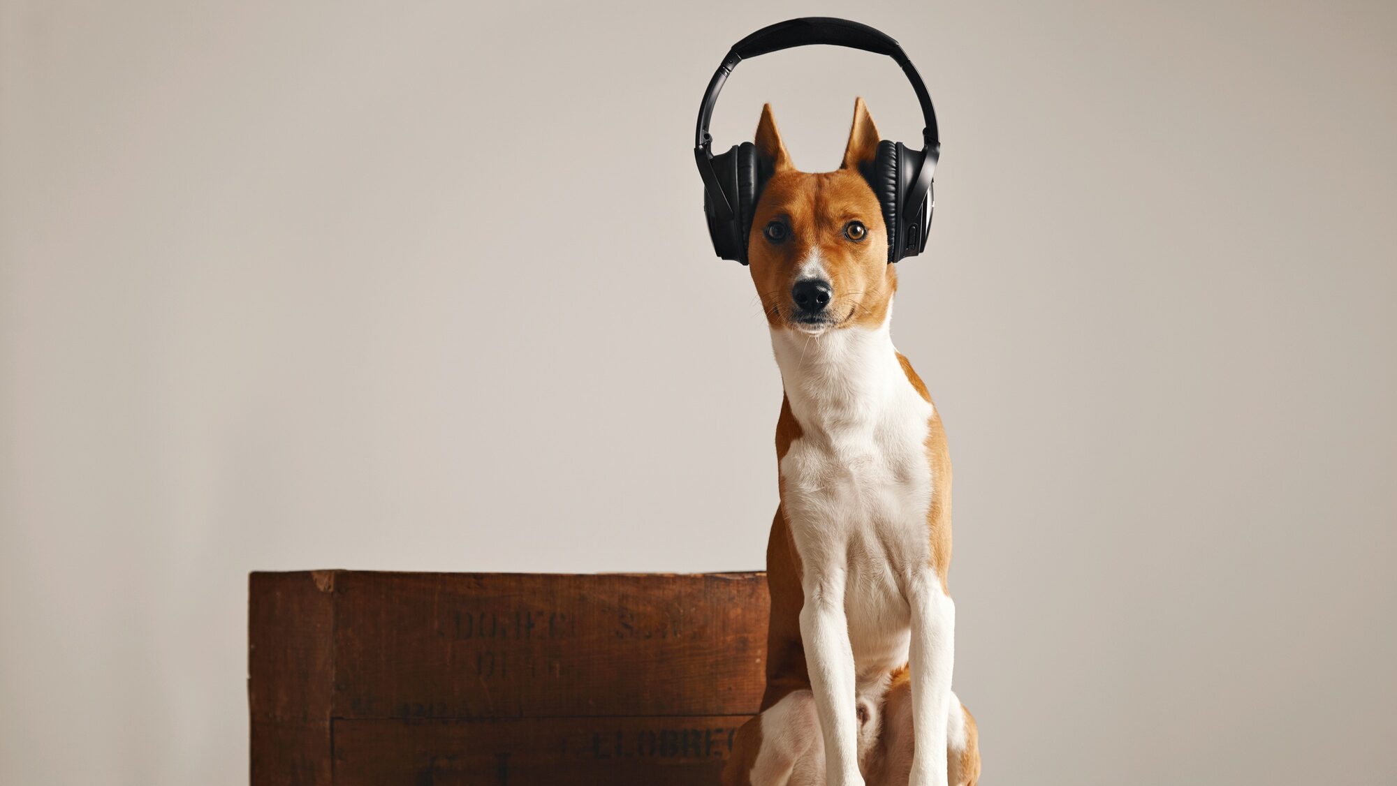 Happy basenji dog wearing headphones