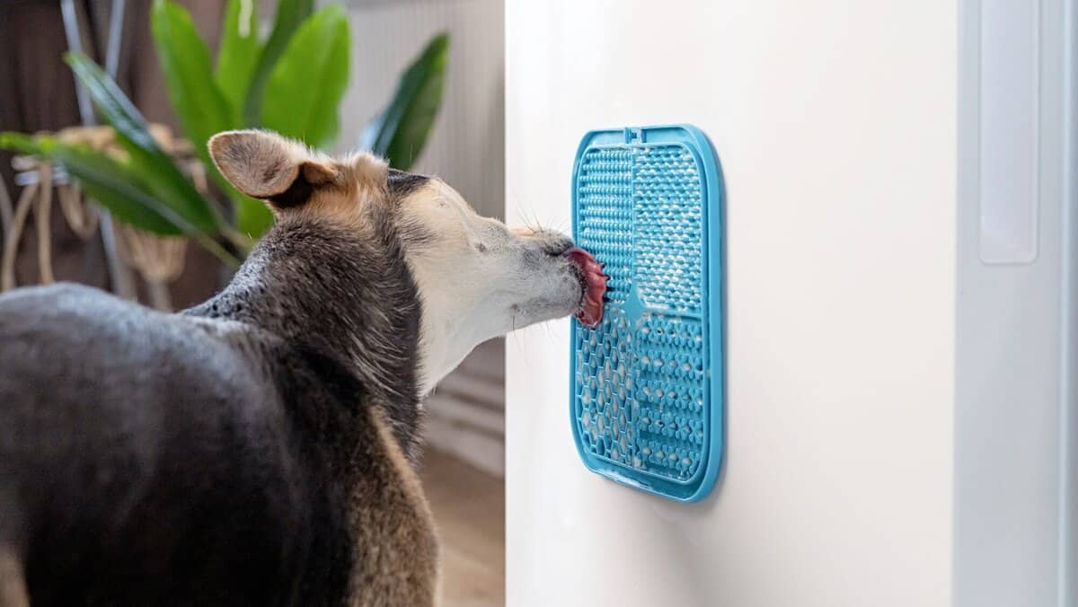 cute dog using lick mat for eating food slowly